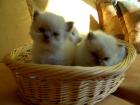 Wunderschöne color-point Babys blaue Augen