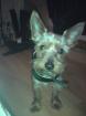 Biete hier einen Yorkshire Terrier Deckrüden