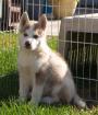 Siberian Huskywelpen mit Papieren abzugeben