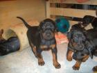 9 wunderschöne kräftige Dobermannwelpen