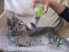 Hallo und Miau