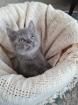 BKH KITTEN/Scottish Fold/Blue Point