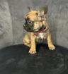 Frei Atmende Französische Bulldogge Welpen