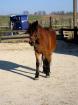 Reitbeteiligung für Stute 2x pro Woche gesucht