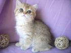 Exotic Shorthair Kater 1 golden tabby 1 golden shell wunderschön lieb m Stammbau