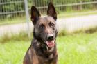 GERO - Malinois - 6 Jahre - Tierhilfe-Franken e. V.