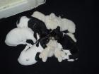 2 Jack-Russel-Terrier-Welpen Hündinnen zum 09. 08. 07