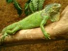 Grüner Leguan Iguana Iguana mit großem Terrarium