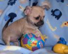 WANTED Chihuahua Welpen Rüde/Kurzhaar