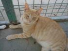 Lieber roter Kater Gordi