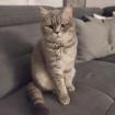 PABLO - British Kurzhaar Mix - 2 Jahre - Tierhilfe-Franken e. V.
