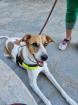 Maja sucht ein passendes Zuhause