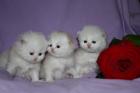 Perserbabys Kitten weiß-creme Perserkitten