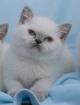 Suche BKH Deckkater lilac-point Blutgruppe B