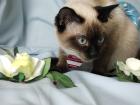 Suche Deckkater für 2022 Siam Typ Thai