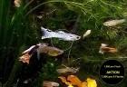 Guppy Mixe AKTION 7 50Euro/ 6 Stck. Versand