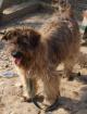 Frodo - 10 Mon. lieb verträgl freundl aufgeschlossen intelligent