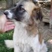Penny - kein spielfreudiger Hund mit souveräner Ausstrahlung
