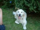 Suchen goldi hündin oder labrador hündin