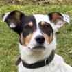 SHANDO - Mischling - 1 Jahr - Tierhilfe-Franken e. V.
