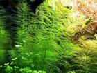 Guyana Tausendblatt Aquarienpflanze Versand/ Abholung