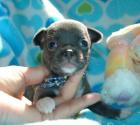 Wunderschöne Liebevoller Reinrassige Mini Chihuahua Babys fur 165 euro in Langh