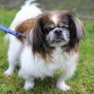 OMI GINA - Tibet-Spaniel - 13 Jahre - Tierhilfe-Franken e. V.