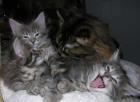 Maine Coon Kater kitten