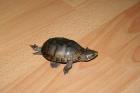 2 Moschusschildkröten abzu geben Sternotherus odoratus 1 0 und 0 1