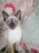 1 weiblich Siam rassige kitten mit Stammbaum Abholbereit