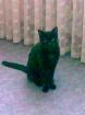 2 Kater kastriert 3 und 4 Jahre wegen Umzug abzugeben