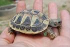 Gebe wunderschöne Griechische Landschildkröten Nzen ab