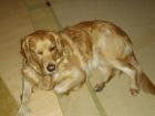 Golden-Retriever-Hündin kastriert sucht.