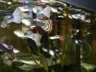 Ca. 50 schöne Guppys abzugeben
