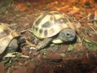 Landschildkröten eigene Nachzuchten