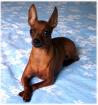 Zwergpinscher im Grunewald Berlin entlaufen 19. 04. 2022 11 Uhr