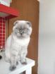 Deckkatter Britisch Kurzhaar Kein Verkauf