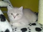 Wunderschöne BKH Prinzessin in Lilac Tabby -