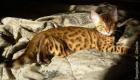 Kleine Hobbybengalenzucht nahe Köln - Kitten mit TICA-Papieren vom Züchter