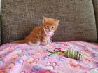 3 Weibchen Maine Coonies Kitten Farbe ROT red tabby