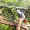 Graupapagei Hahn sucht neues Zuhause