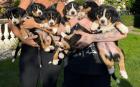 Entlebucher vom Bauernhof