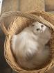 Perser Katze Emmi mit Nase