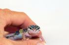 Junge handzahme Leopardgecko Weibchen