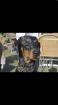 Dobermann-Rüde sucht Hündin zum decken