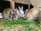 Kaninchen Babys in gute Hände abzugeben