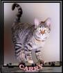Carry . ich bin eine Weichspülkatze