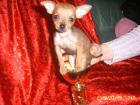 1 chihuahua braun