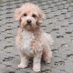 MILLO - quirliger Malteser-Pudel-Mix - 2 Jahre - Tierhilfe-Franken e. V.