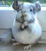 Chinchillababs Jungtier und Pärchen zur Abgabe